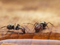 Mravi će bežati iz kuće: Pospite samo mrvicu ovog začina i više ih nikada nećete videti