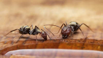Mravi će bežati iz kuće: Pospite samo mrvicu ovog začina i više ih nikada nećete videti