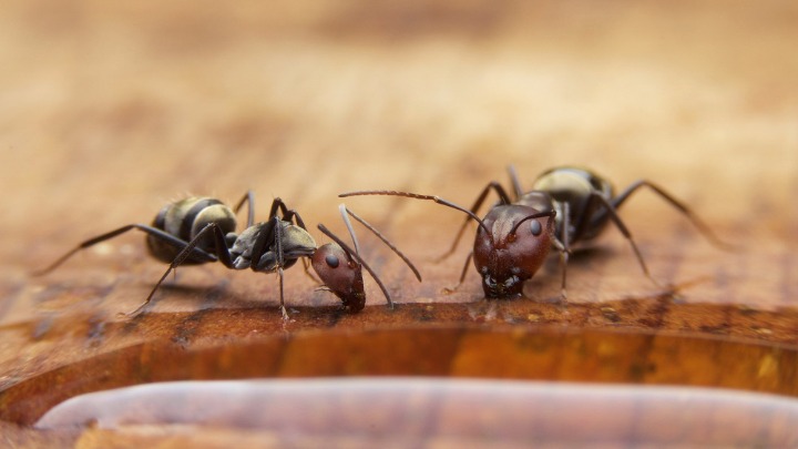 Mravi će bežati iz kuće: Pospite samo mrvicu ovog začina i više ih nikada nećete videti
