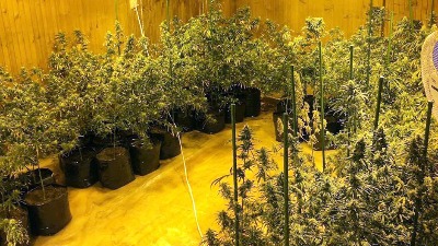 Otkrivena laboratorija za proizvodnju marihuane u Zrenjaninu