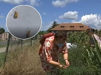 Ministarstvo poljoprivrede upozorilo lokalne samouprave na obavezu suzbijanja ambrozije