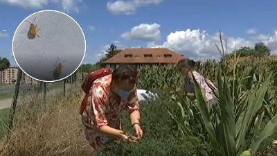 Ministarstvo poljoprivrede upozorilo lokalne samouprave na obavezu suzbijanja ambrozije