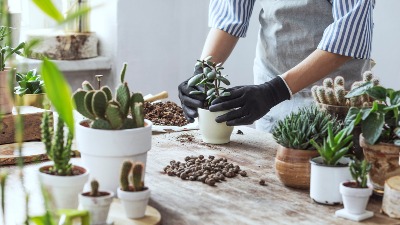 Biljke koje ne treba zalivati zimi! Greške zbog kojih vam cveće propada