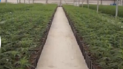 660 kg osušene marihuane nađene na Jovanjici ostaju dokaz
