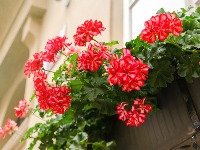 Zaboravite na muškatle: Ovo je CVEĆE koje sada SVI SADE (FOTO) 