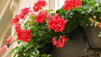 Zaboravite na muškatle: Ovo je CVEĆE koje sada SVI SADE (FOTO) 