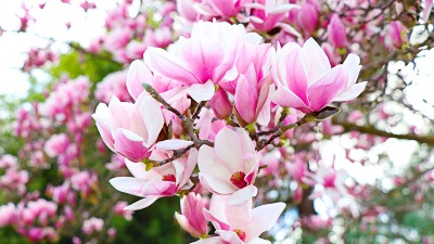 Zašto treba imati drvo magnolije u dvorištu?