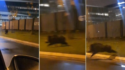 Divlje svinje pretrčavaju put na Novom Beogradu (VIDEO)