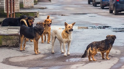 Besplatna sterilizacija u Pančevu: Najviše lutalica stvara nesterilisanje vlasničkih pasa