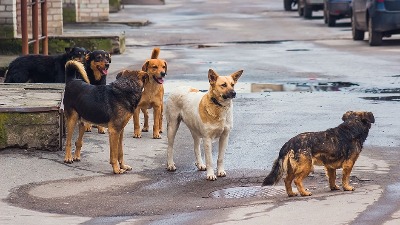 Lagali da su ih ujele lutalice da bi uzeli odštetu: Pančevci dovodili lekare u zabludu