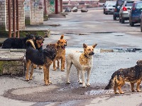 Horor u Nišu: Čopor pasa napao devojku