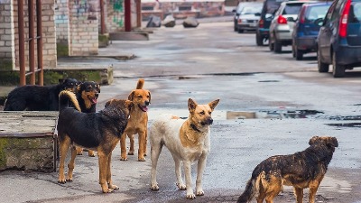 ŠTITILA KOKOŠKE Otrovala pse - pa ih bacila u bunar