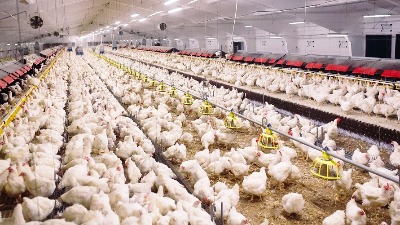 U hrani za piliće iz Srbije pronađena SALMONELA