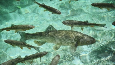 Nestašica ribe na pomolu: Očekuje se poskupljenje