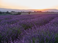 Lavanda će vam cvetati više puta tokom leta, stvar je u jednom TRIKU 