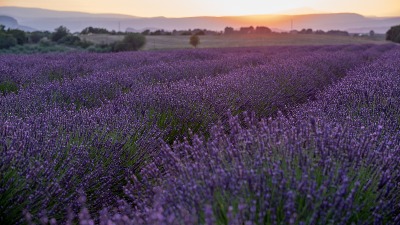 Lavanda će vam cvetati više puta tokom leta, stvar je u jednom TRIKU 
