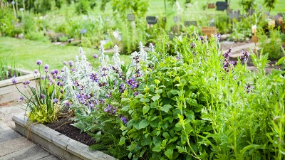 Savet za baštovane: Kako se pravilno zaliva lavanda?