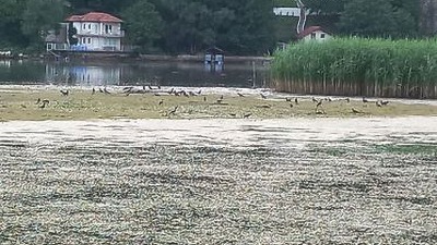 Eko katastrofa: Na Drinskom jezeru mrtve ribe i smeće (VIDEO)