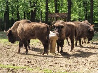 Pobegao BIZON iz rezervata na Fruškoj gori (VIDEO)