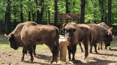 Pobegao BIZON iz rezervata na Fruškoj gori (VIDEO)
