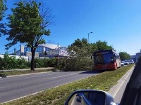Drvo palo kod Sajma, automobili jedva prolaze