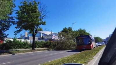 Drvo palo kod Sajma, automobili jedva prolaze