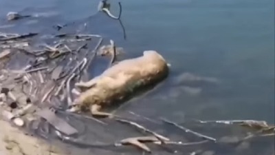 Mrtva svinja u Beogradu na vodi (VIDEO)