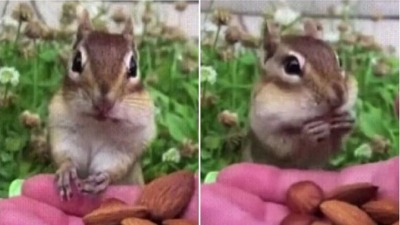 Veverica prvi put probala badem, raznežićete se (VIDEO)
