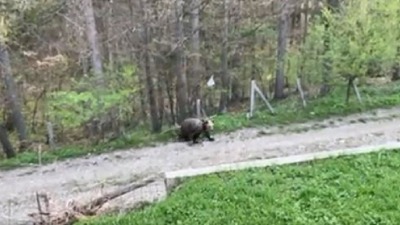 Medved sa Tare došao među ljude da traži hranu, pa se uplašio (VIDEO)