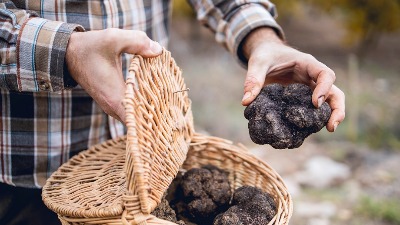 Uhapšen zbog krijumčarenja 80 kilograma skupog crnog tartufa