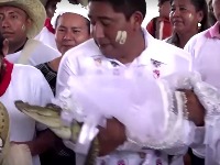 Gradonačelnik oženio ženku aligatora (VIDEO)