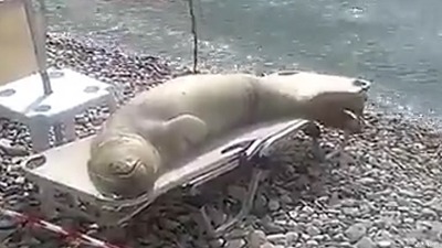 Dođeš na more, a foka ti "otme" ležaljku (VIDEO)