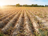 Skupo plaćen promašaj: Navodnjavanje u Srbiji daleko od planova!