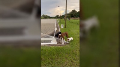 Ožednela tri psa: Snašli se sa prskalicom (VIDEO)