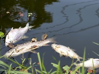STRAŠNO Pomor ribe u Dunavu (FOTO)