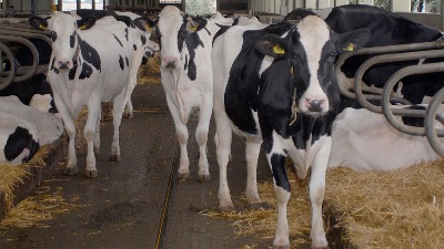 Farmer za 10 dana prosuo više od 20 tona mleka