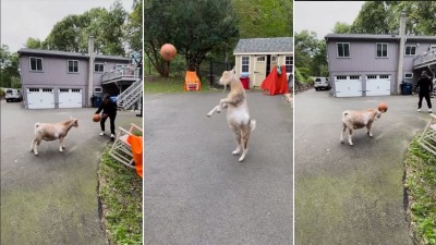 Patuljasta koza obožava košarku: Oduševiće vas (VIDEO)