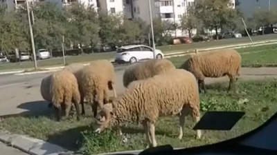 Stado ovaca pase na Novom Beogradu (VIDEO)