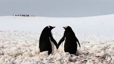 Odani i nesebični: Budimo pingvini!