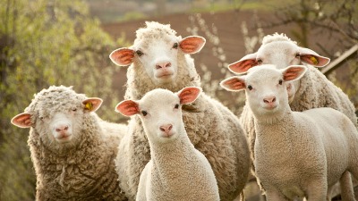 Zašto brojimo ovce kad imamo nesanicu?