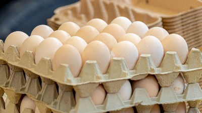 KOKOŠKE SU ODLUČNE Srpska jaja bi u Evropsku uniju