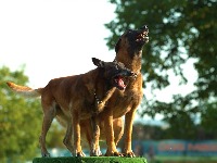 Horor na Voždovcu: Ženu izujedali psi