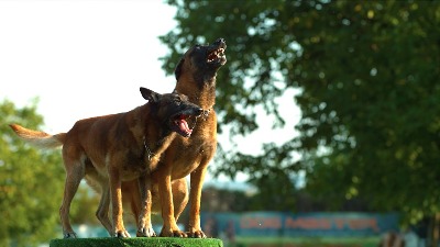 Horor na Voždovcu: Ženu izujedali psi