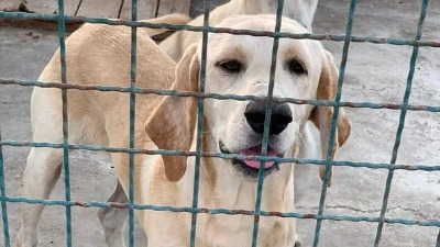 UŽAS U HRVATSKOJ! Pronađena 32 mrtva psa! Leševi skriveni u zamrzivaču, ormaru, kadi