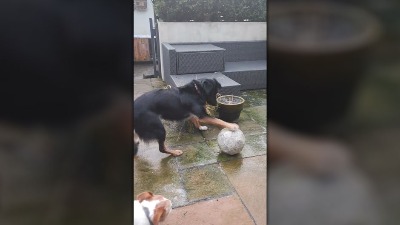 Sve zaledilo, pas "spašava" loptu (VIDEO)