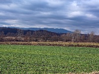 Čini čuda u bašti, a svi ga koriste samo za HLEB - pospite ga po zemlji 