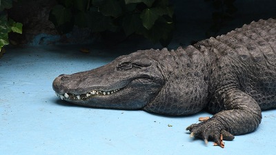 Kako će aligator Muja da preživi selidbu Zoo vrta?
