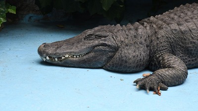 Aligator otkinuo čoveku nogu, napao ga ispred kuće (FOTO)