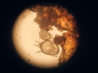 Škole i vrtići pod pretnjom: Nakon Umke, šuga se širi i u Grockoj