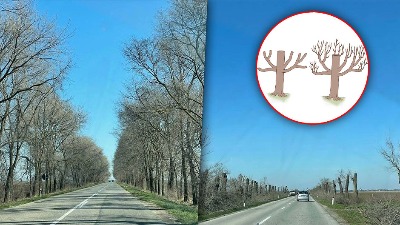 Orezan ili uništen drvored na srpskom putu? "Kažnjivo"